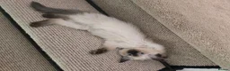 Ragdoll cats for sale: Adorable Pedigree Ragdoll kittens in Sittingbourne - Advert 5