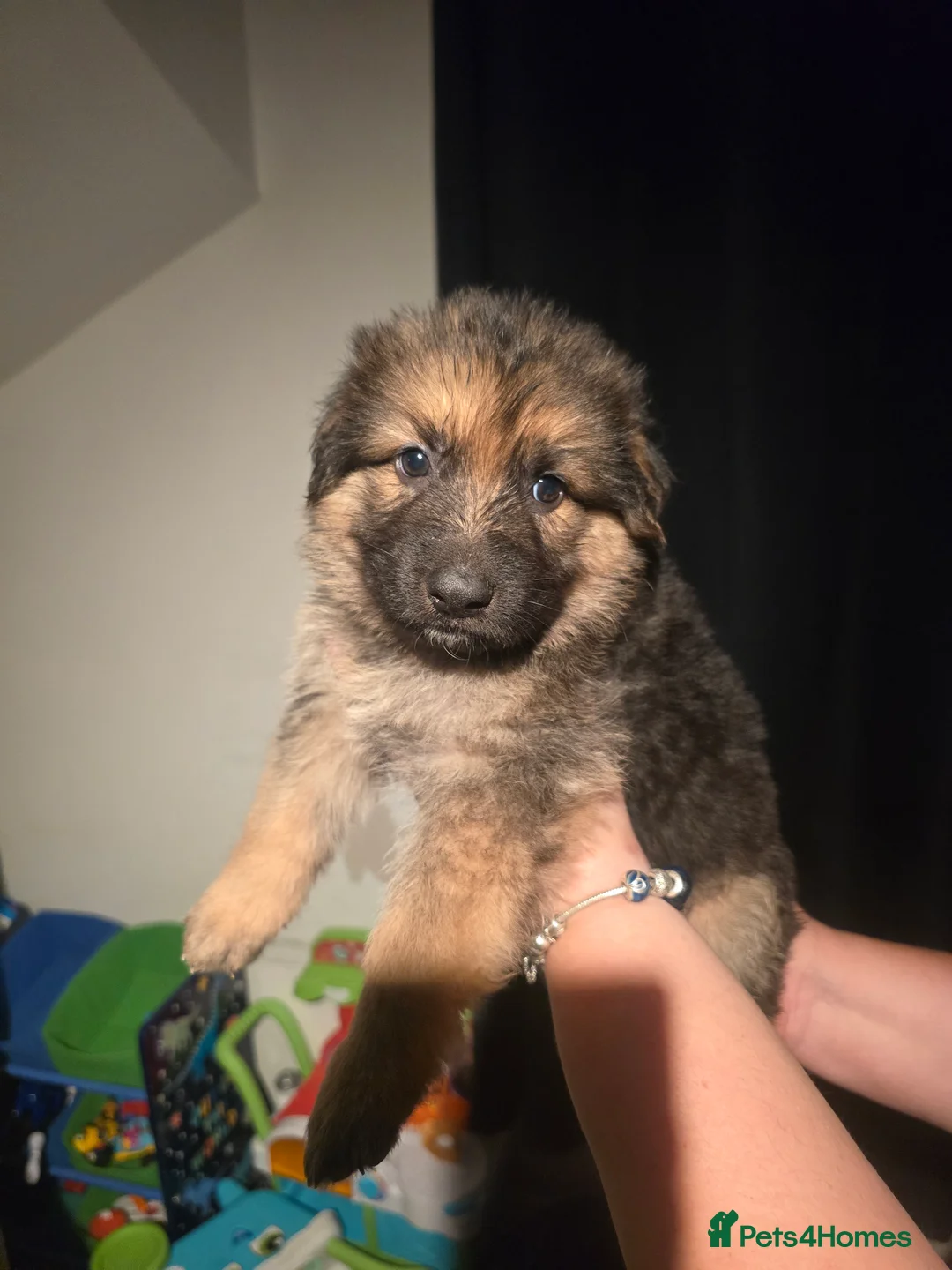 German Shepherd dogs for sale: German Shephard puppies - Advert 2