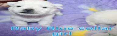 West Highland Terrier Puppy 5