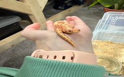 Snake reptiles for sale: CB24 Male Albino Western Hognose - Advert 3