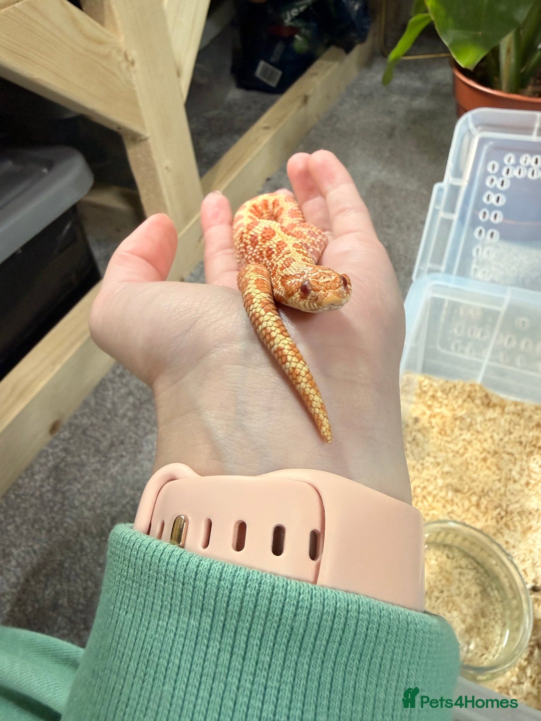Snake reptiles for sale: CB24 Male Albino Western Hognose - Advert 3