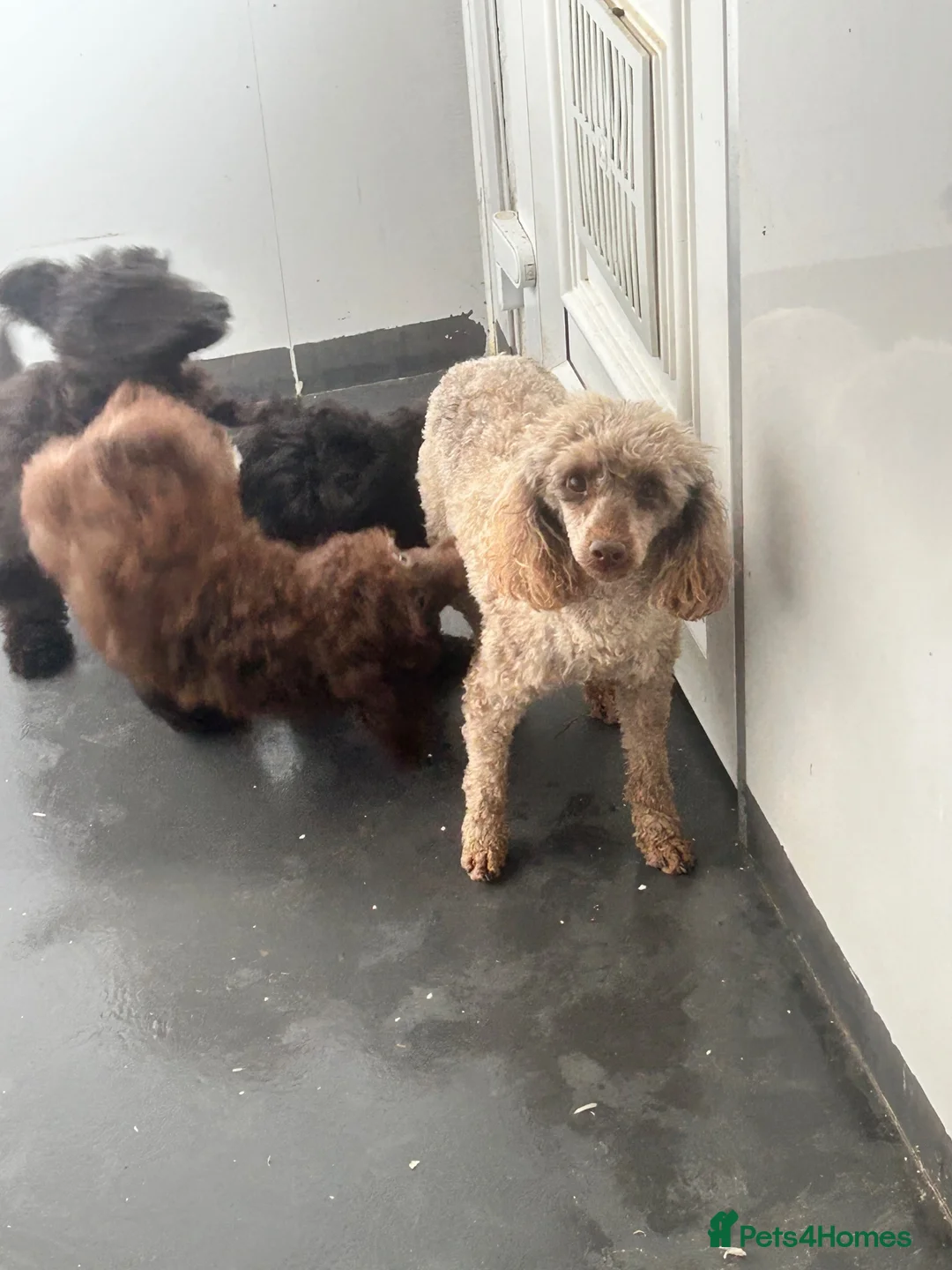 Toy Poodle dogs for sale: Three stunning toy poodle girls  - Advert 6