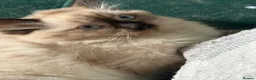 Ragdoll cats for sale: Ragdoll - Advert 2