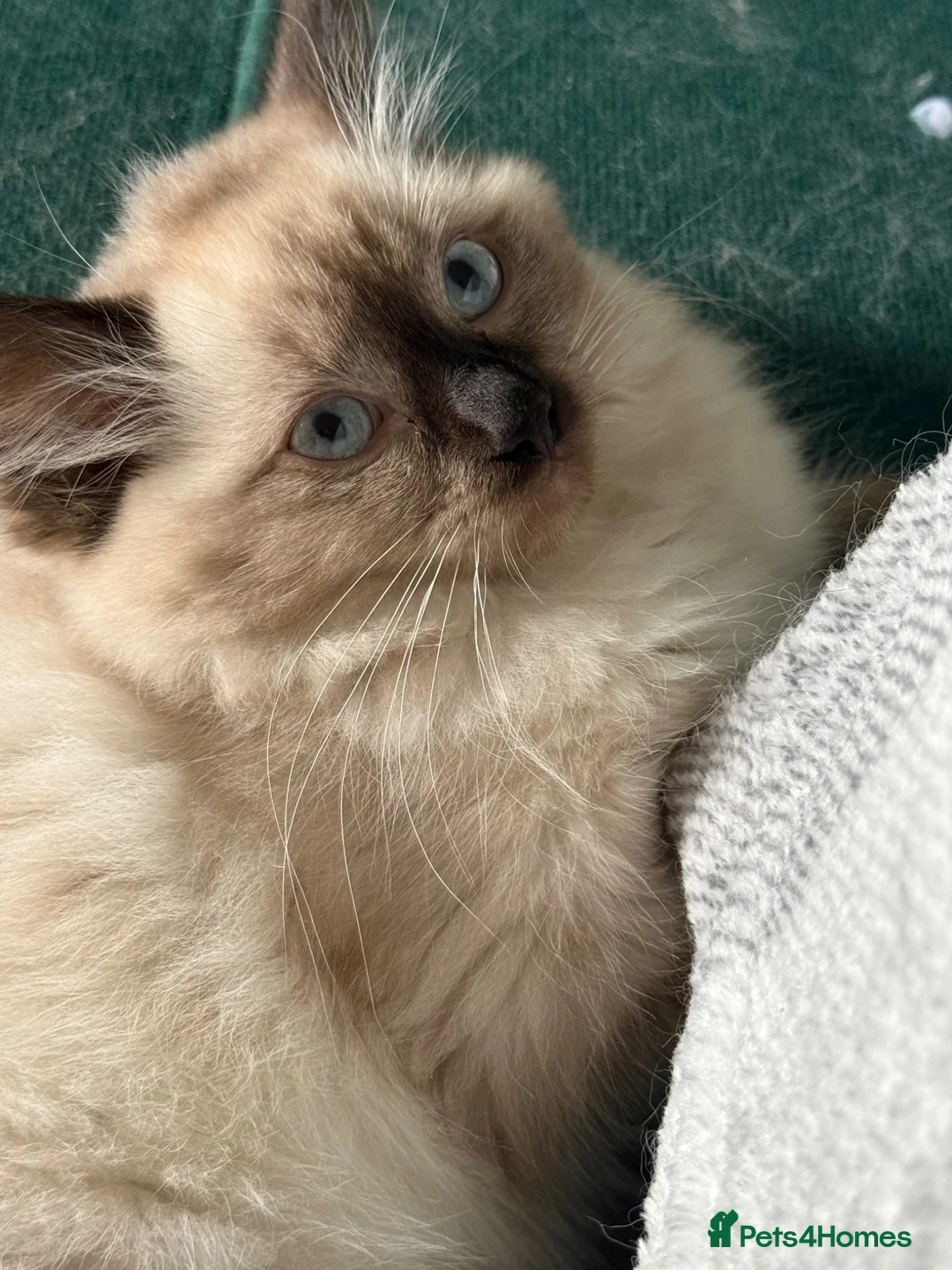 Ragdoll cats for sale: Ragdoll - Advert 2