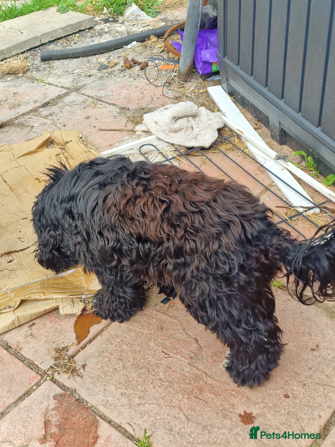 Cockapoo dogs for sale: Female Cockapoo  - Image 7