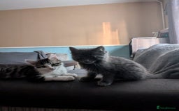 British Longhair cats for sale: Two kittens brother and sister  - Image 2