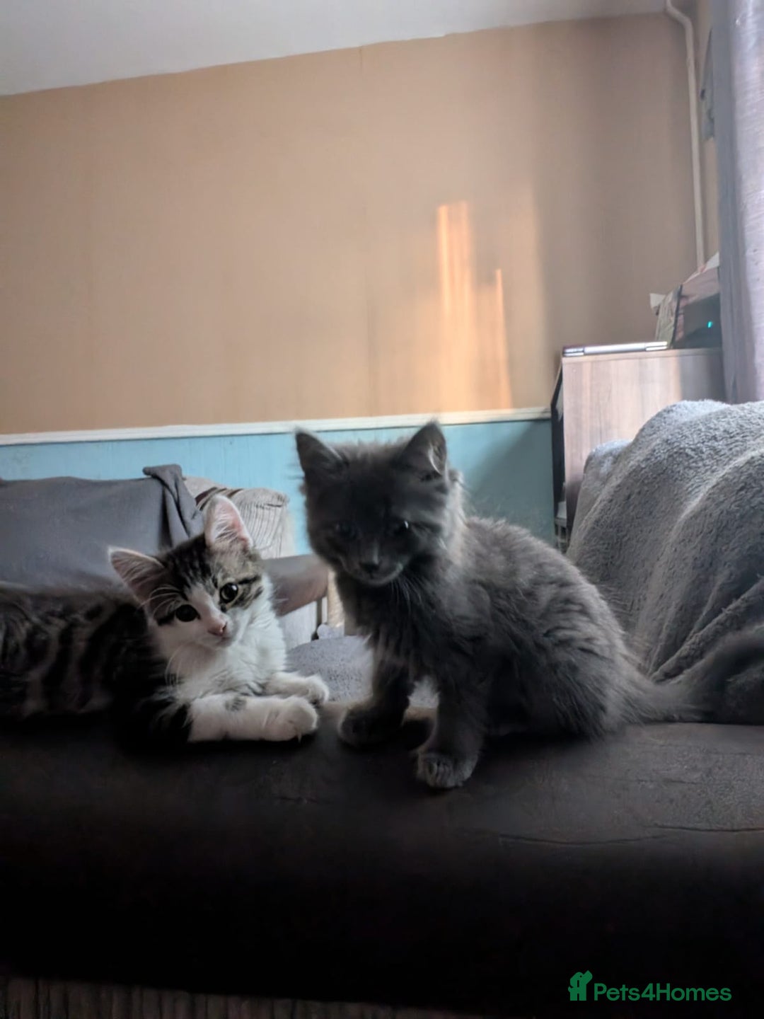 British Longhair cats for sale: Two kittens brother and sister  - Image 2
