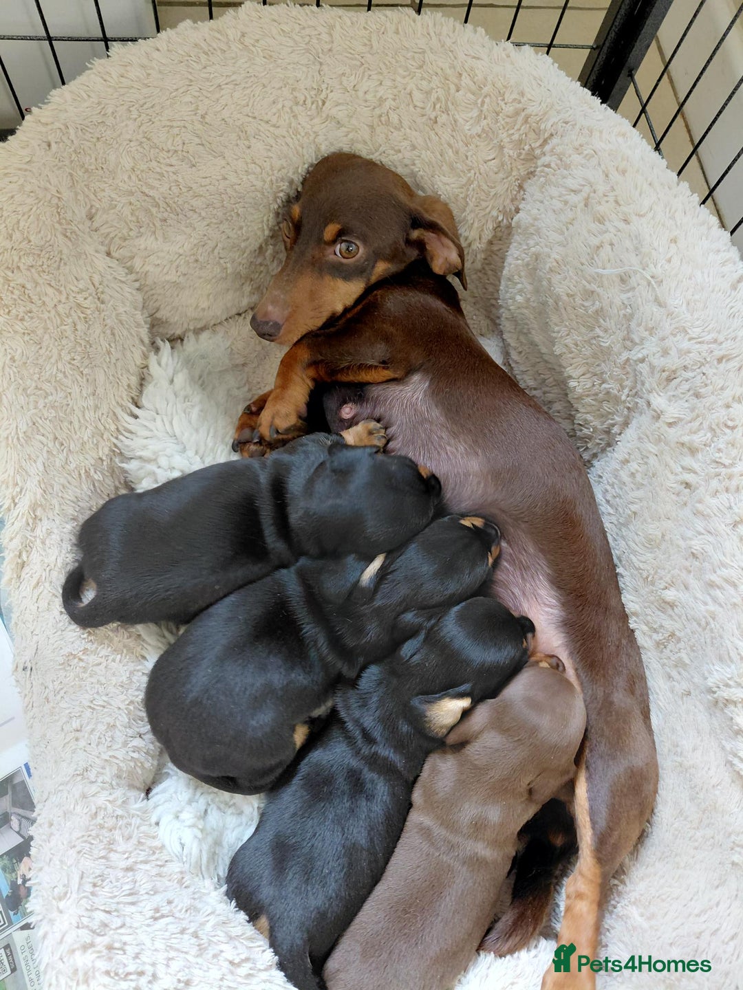 Dachshund dogs for sale: Miniature Smooth Haired Dachshunds - Advert 1