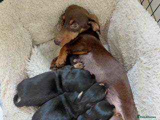 Dachshund dogs Miniature Smooth Haired Dachshunds - Advert 3