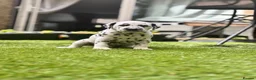 Dalmatian dogs for sale: Beautiful KC Registered Dalmatian Puppies - Advert 18