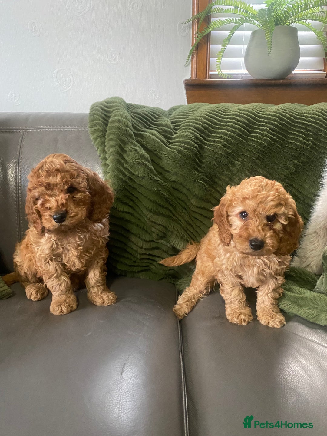 Cockapoo dogs for sale: Cockatoo puppies - Advert 11