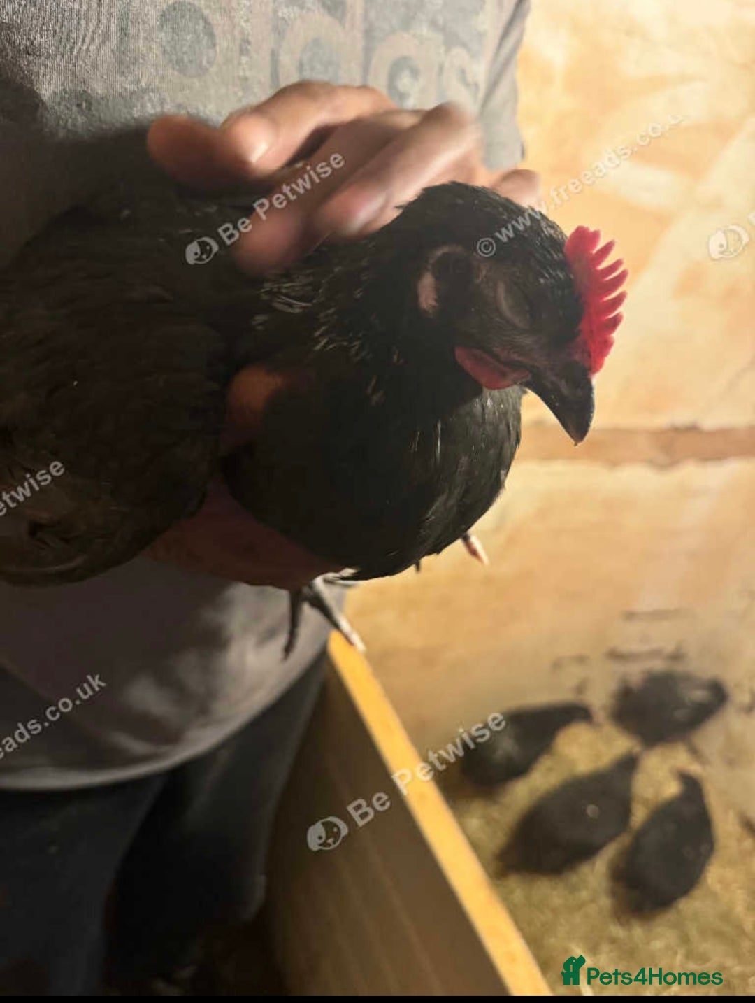 Chickens poultry for sale: Norfolk Grey Pair - Image 1