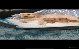 Cockapoo dogs for sale: Cockapoo puppies  - Image 5