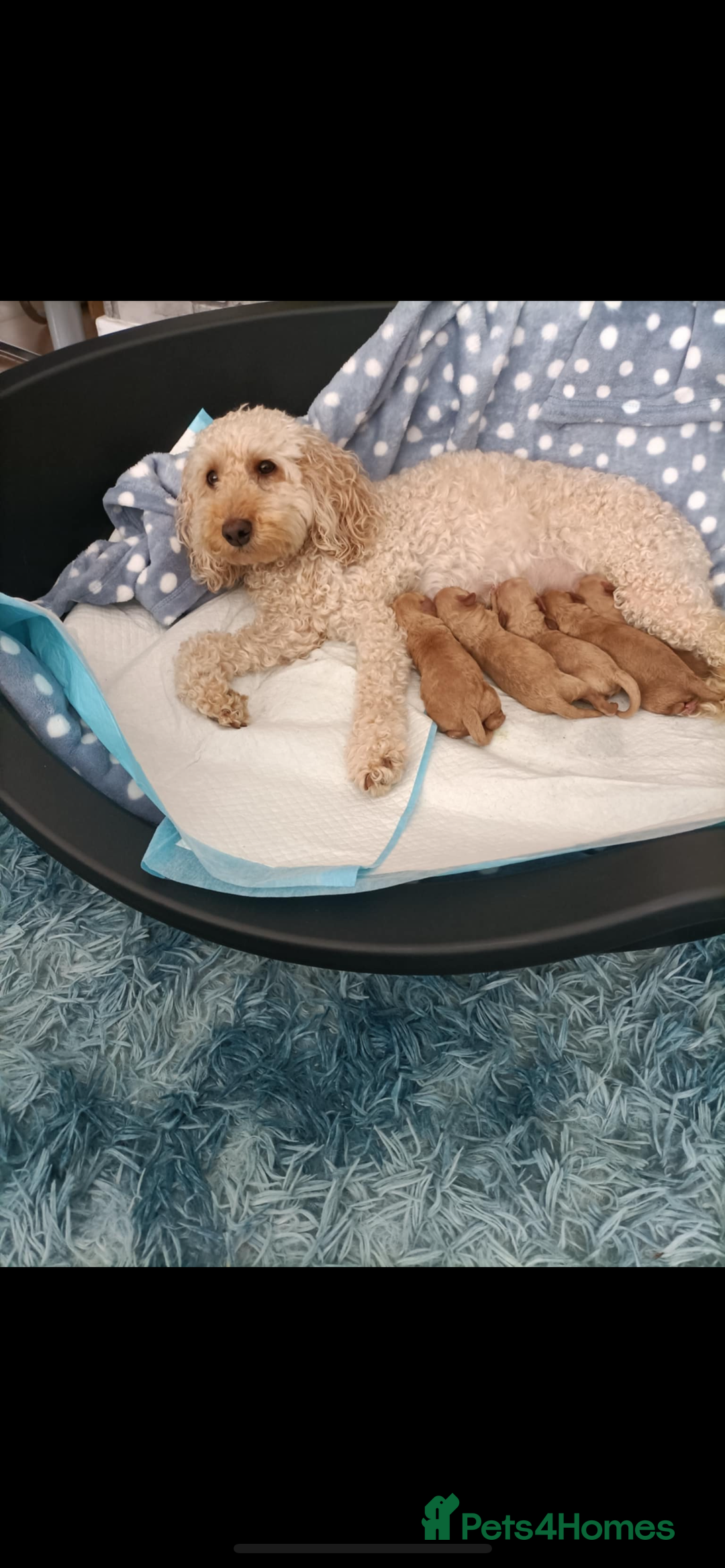 Cockapoo dogs for sale: Cockapoo puppies  - Image 5