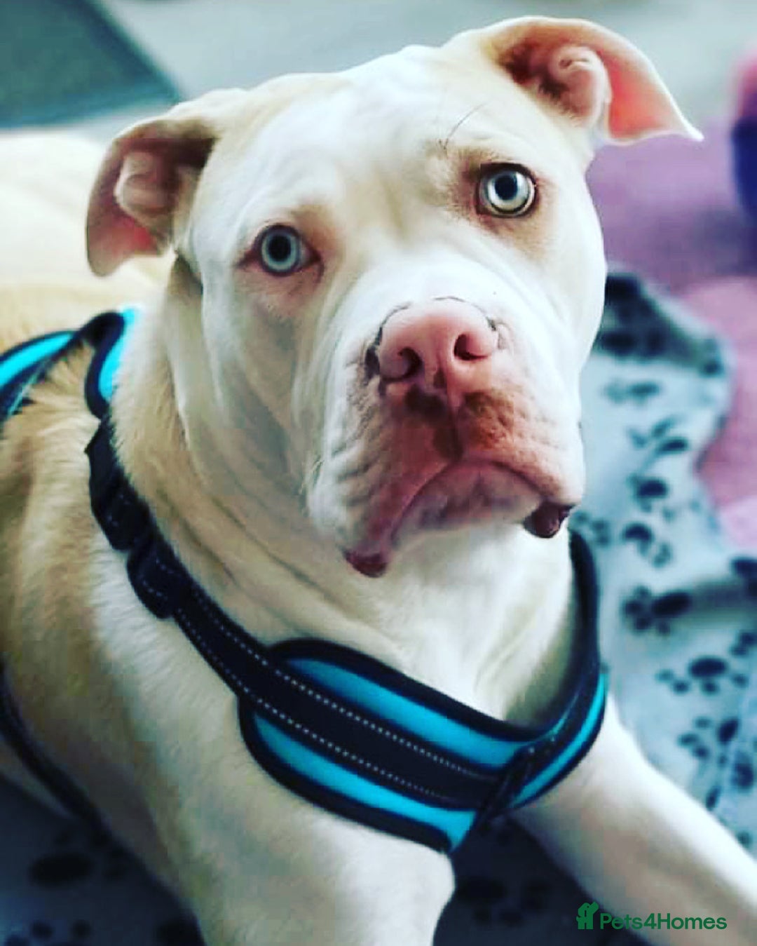 Alapaha Blue Blood Bulldog dogs for stud: Alapaha blue blood bulldog - Advert 17