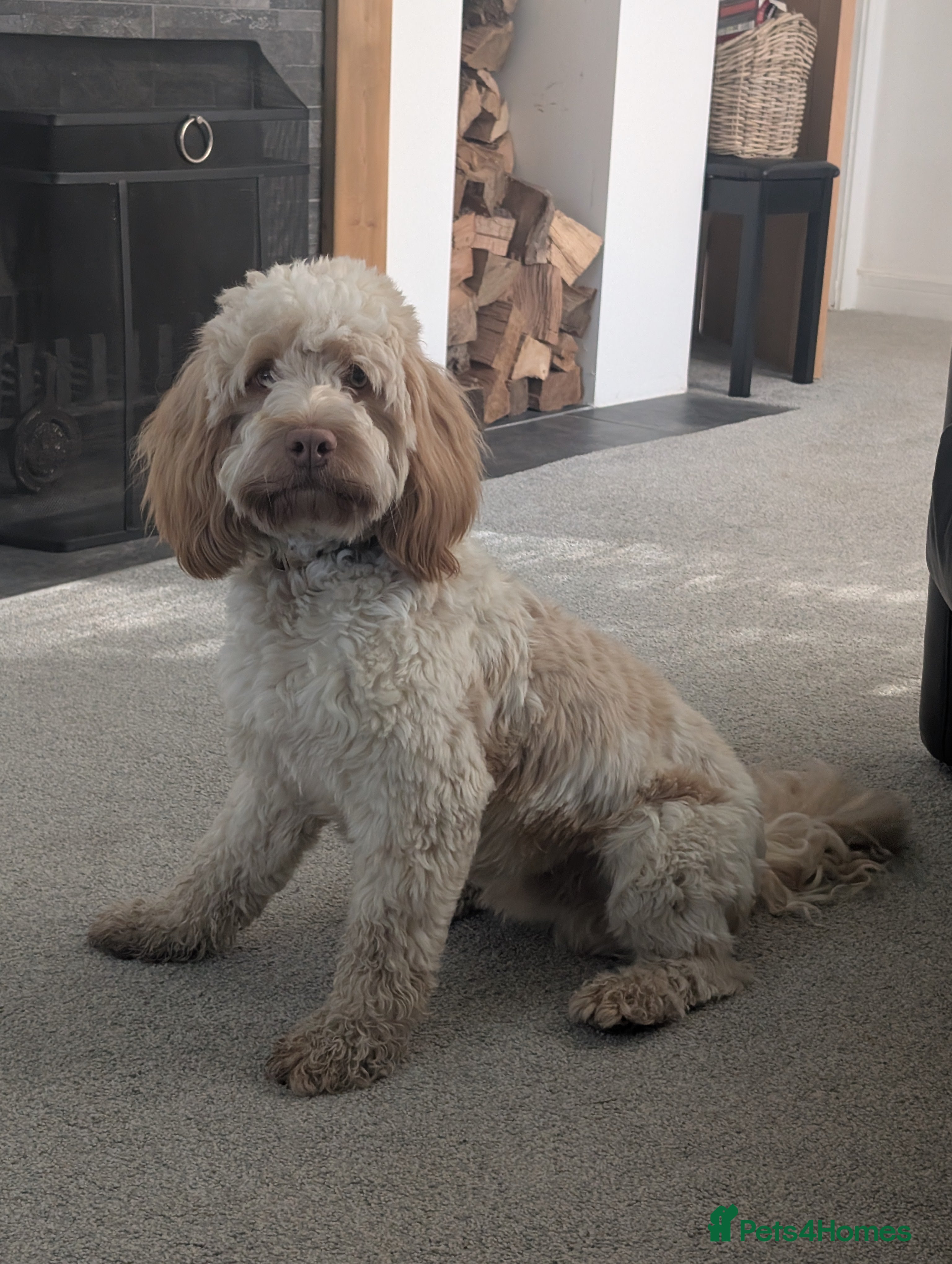 Cockapoo dogs Dougie - Cockapoo - 15 months - Advert 1