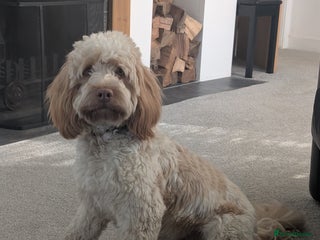 Cockapoo dogs Dougie - Cockapoo - 15 months - Advert 1