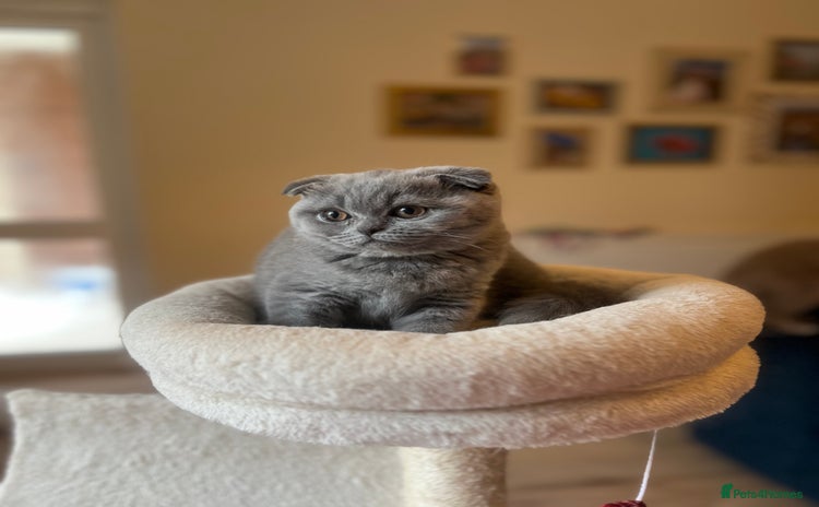 Scottish Fold cats - Advert 1