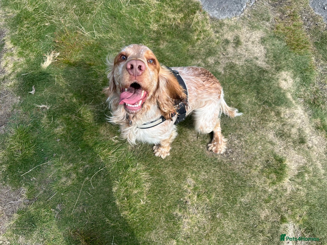 Cocker Spaniel dogs for stud: Rico is ready for Breeding - Advert 4