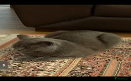British Shorthair cats for sale: House British shorthair for sale - Image 4