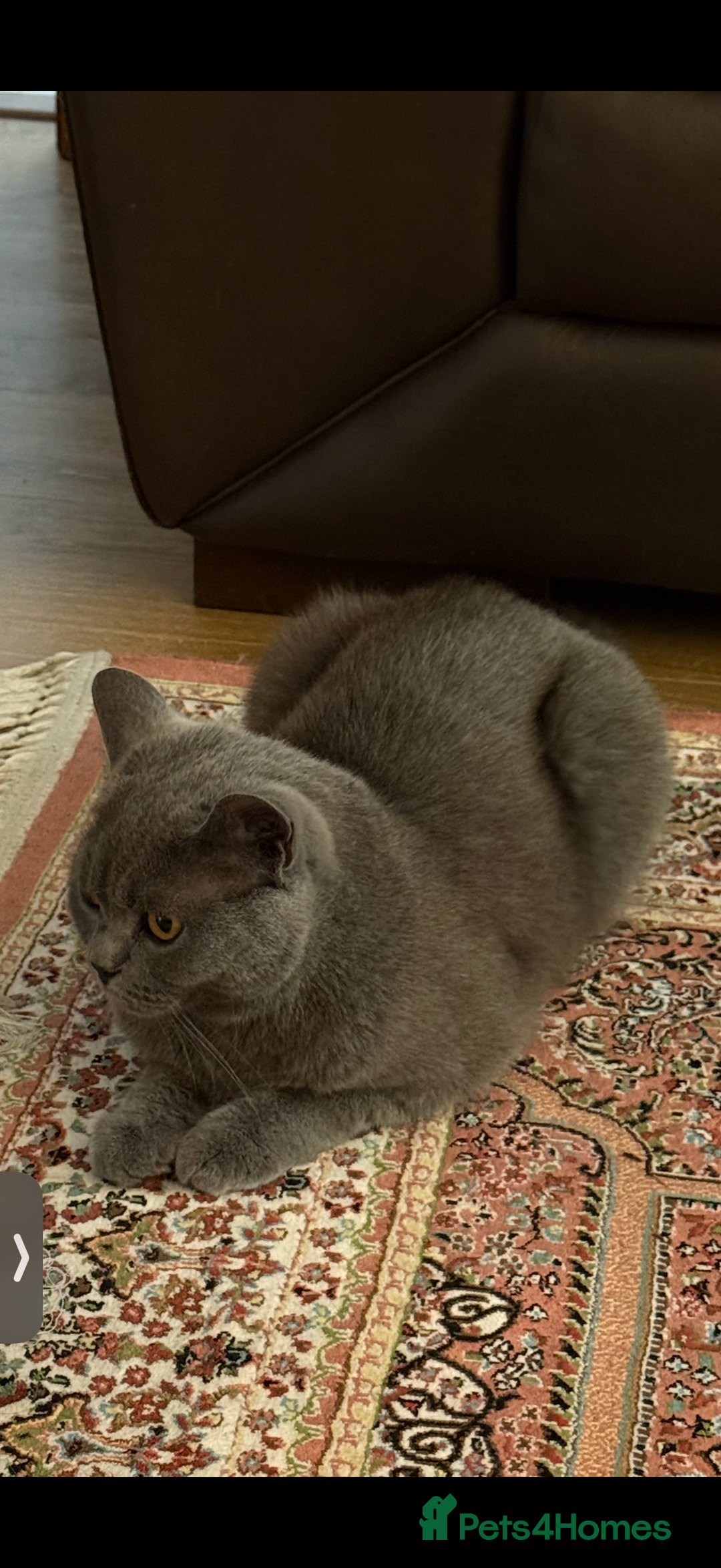 British Shorthair cats for sale: House British shorthair for sale - Image 4