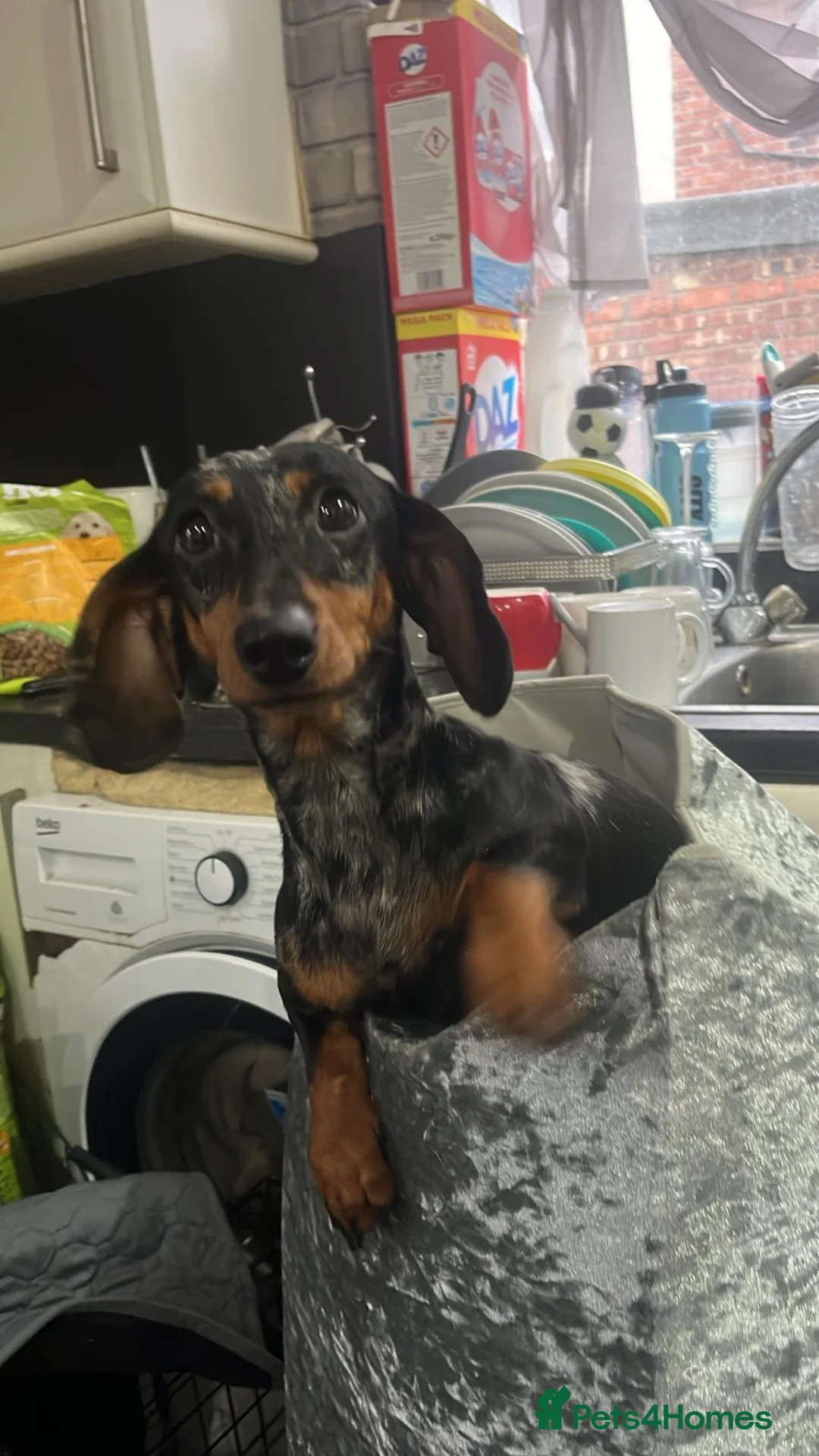 Miniature Dachshund dogs for sale: Extremely mini miniature dachshund  - Advert 2