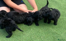 Cockapoo dogs for sale: Cockapoo puppy’s boys/girls - Image 15