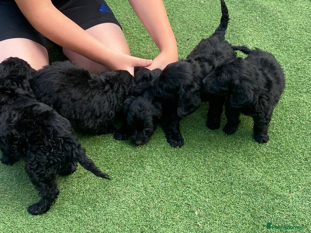 Cockapoo dogs for sale: Cockapoo puppy’s boys/girls - Image 15