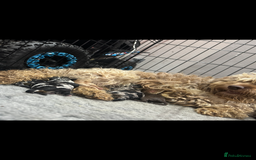 Cockapoo dogs for sale: ✨Stunning health tested Cockapoo pups✨ - Image 4
