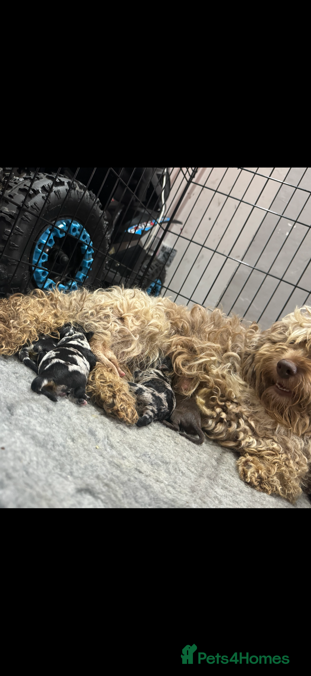 Cockapoo dogs for sale: ✨Stunning health tested Cockapoo pups✨ - Image 4