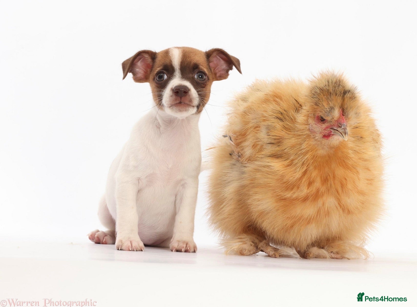 Jack Russell dogs Adorable babies  - Advert 1