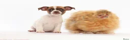 Jack Russell dogs for sale: Adorable mini Jack Russell babies  - Advert 5