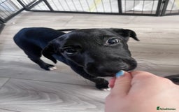 Mexican Hairless dogs for sale: Female coated Mexican hairless dog - Image 1