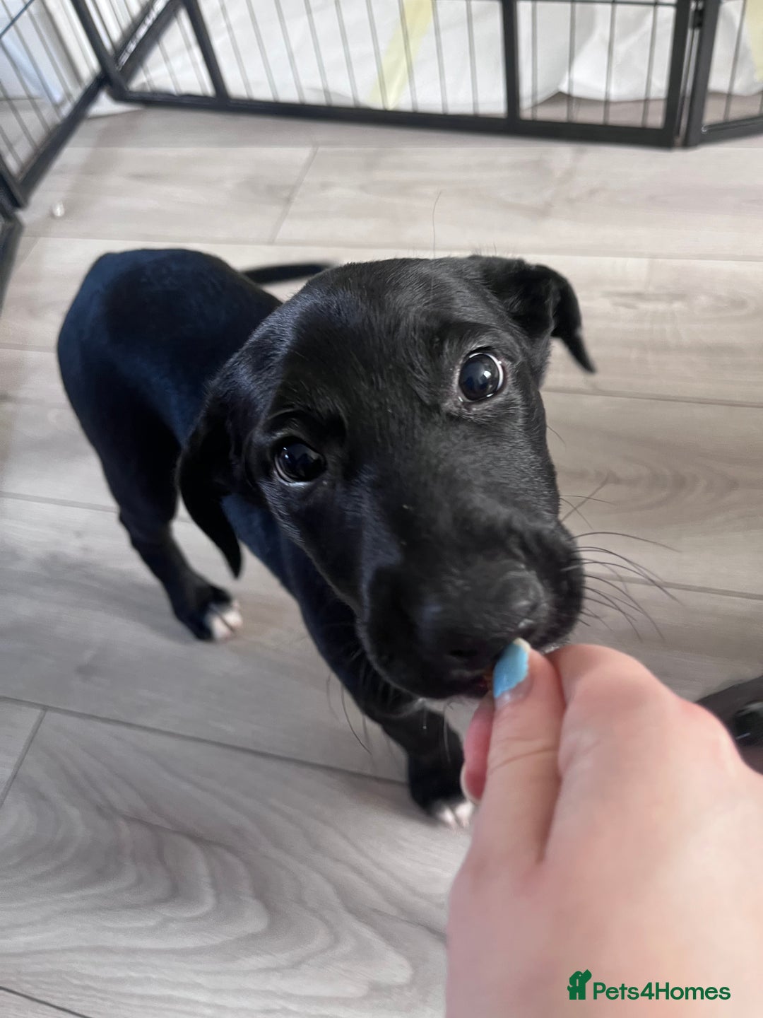 Mexican Hairless dogs for sale: Female coated Mexican hairless dog - Image 1
