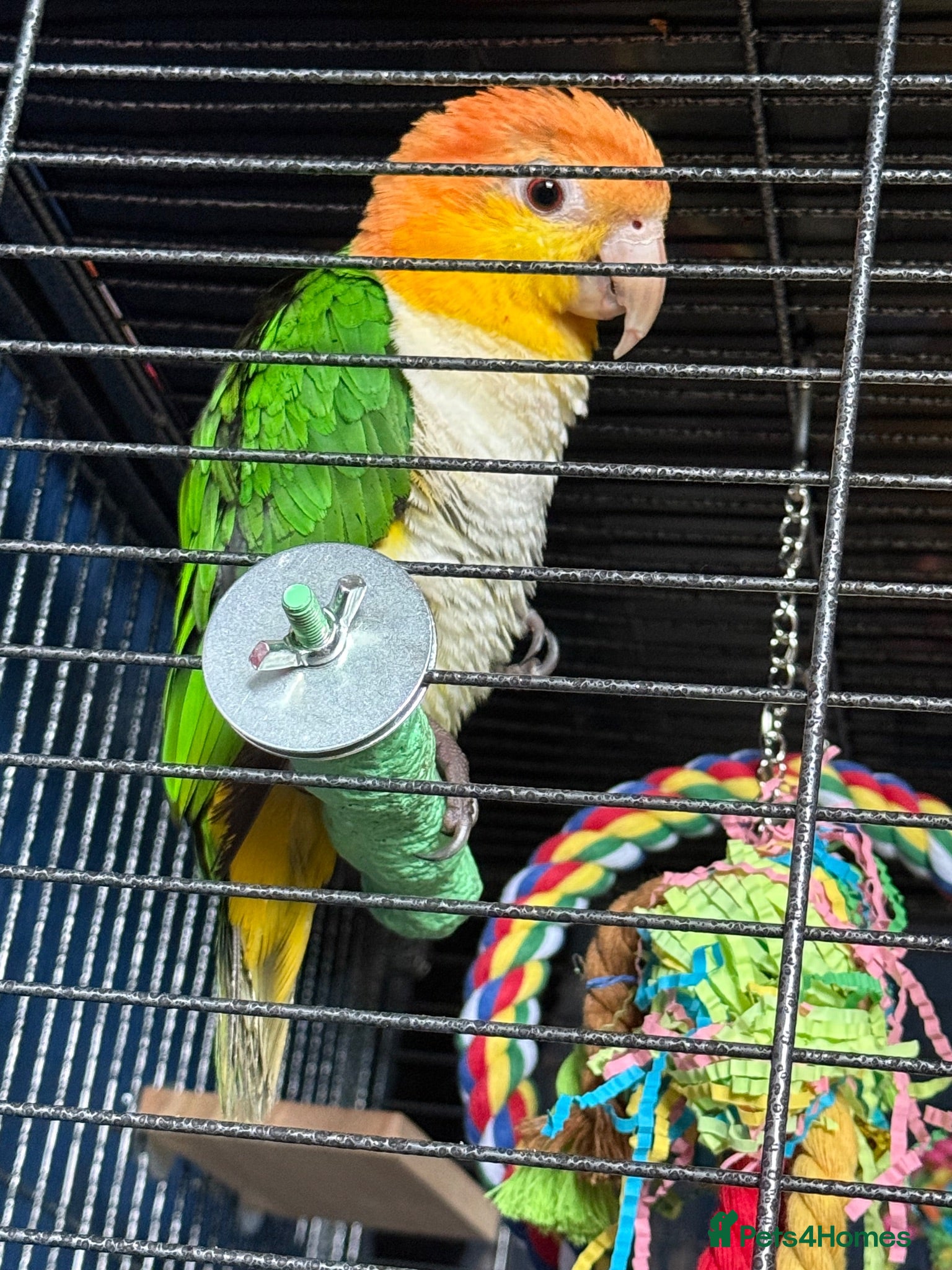 Parrots birds White bellied caique - Advert 1