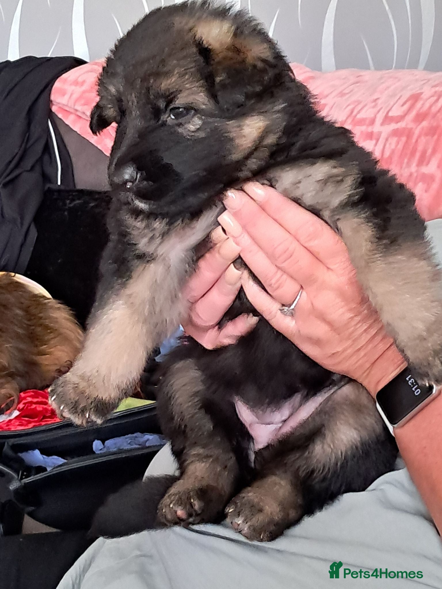 German Shepherd dogs German shepherd pup - Advert 1