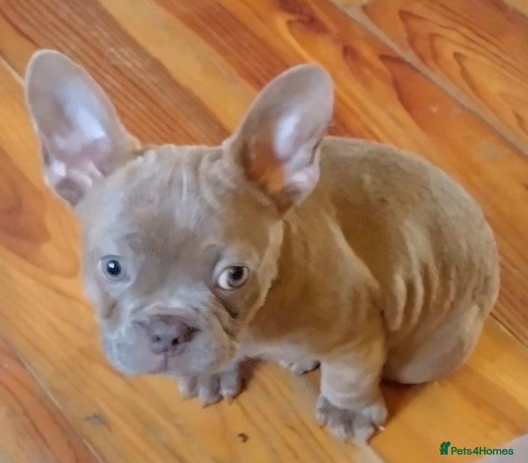 French Bulldog dogs for sale: Two female Frenchies KC registered  - Advert 2