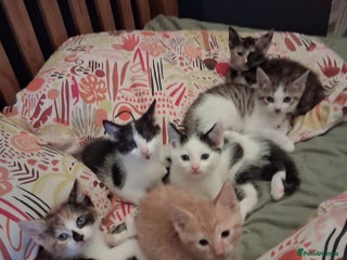 Domestic Shorthair cats for sale: 6 gorgeous mixed breed kittens - Advert 1