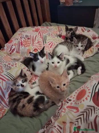 Domestic Shorthair cats 6 gorgeous mixed breed kittens - Advert 1