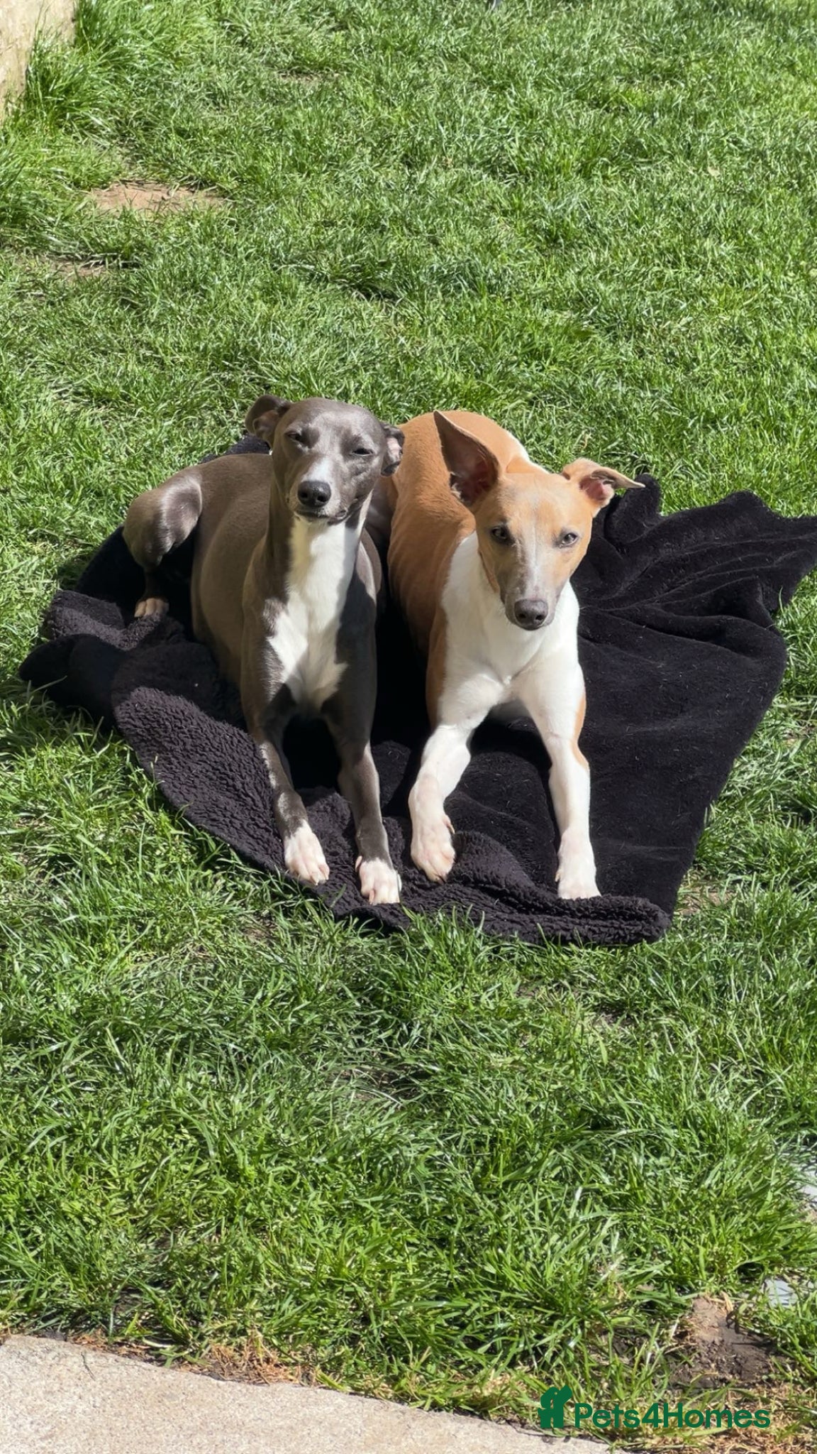 Whippet dogs Whippet KC pregnancy confirmed - Advert 6