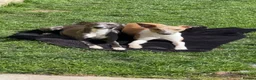 Whippet dogs for sale: Whippet KC pregnancy confirmed - Advert 6