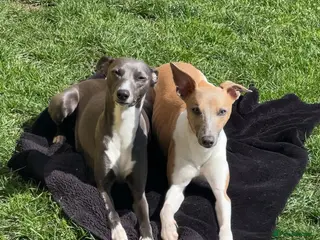 Whippet dogs Whippet KC pregnancy confirmed - Advert 6