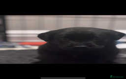 Labrador Retriever dogs for sale: Labrador puppies - Advert 5