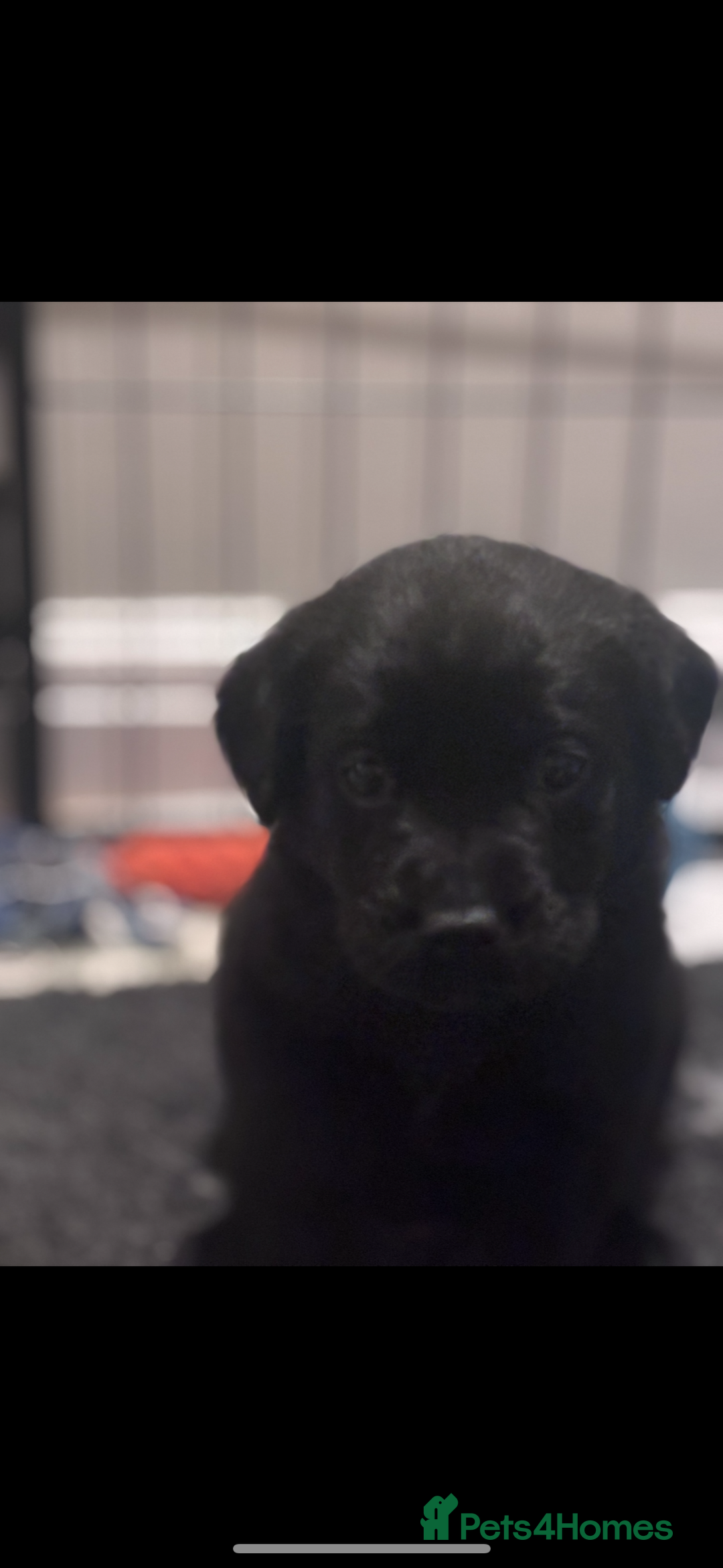 Labrador Retriever dogs for sale: Labrador puppies - Advert 5