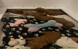 Cavapoo dogs for sale: 5⭐️ F1B Cavapoo’s - Image 8