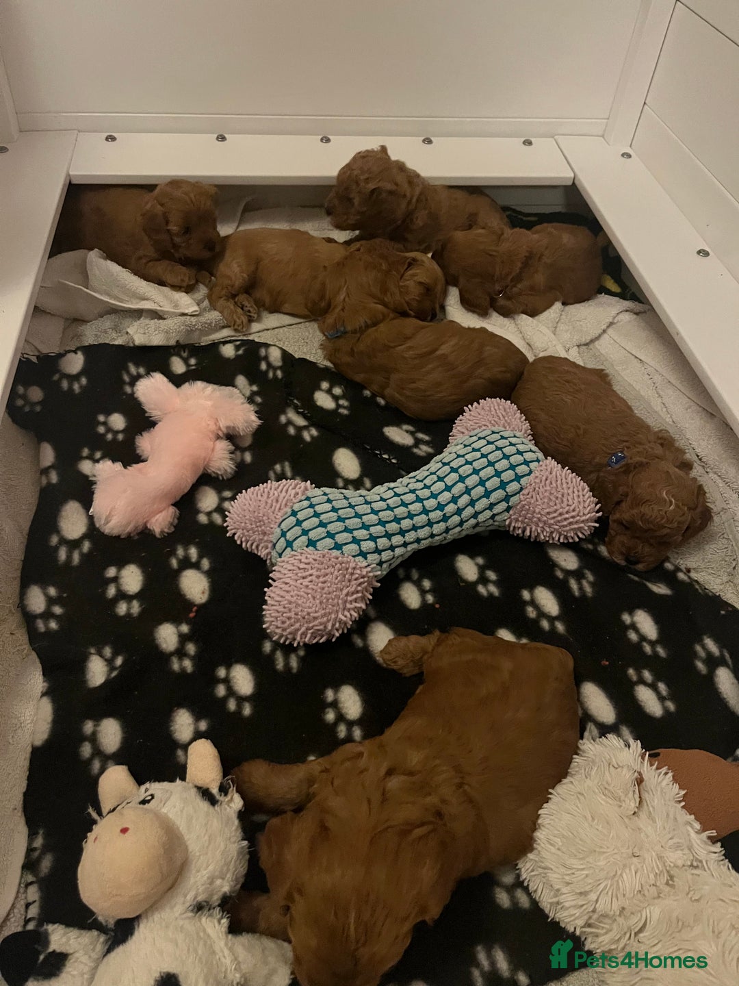 Cavapoo dogs for sale: 5⭐️ F1B Cavapoo’s - Image 8