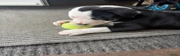Mixed Breed dogs for sale: Old Tyme Collies looking for their forever home in Durham - Advert 30