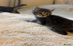 British Longhair cats for sale: Stunning kittens  - Advert 9