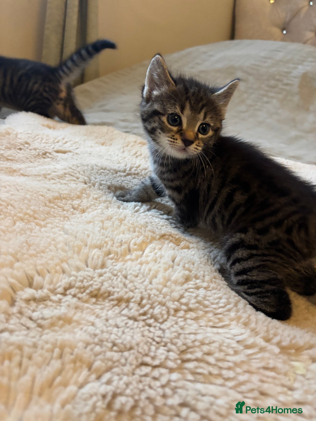 British Longhair cats for sale: Stunning kittens  - Advert 9