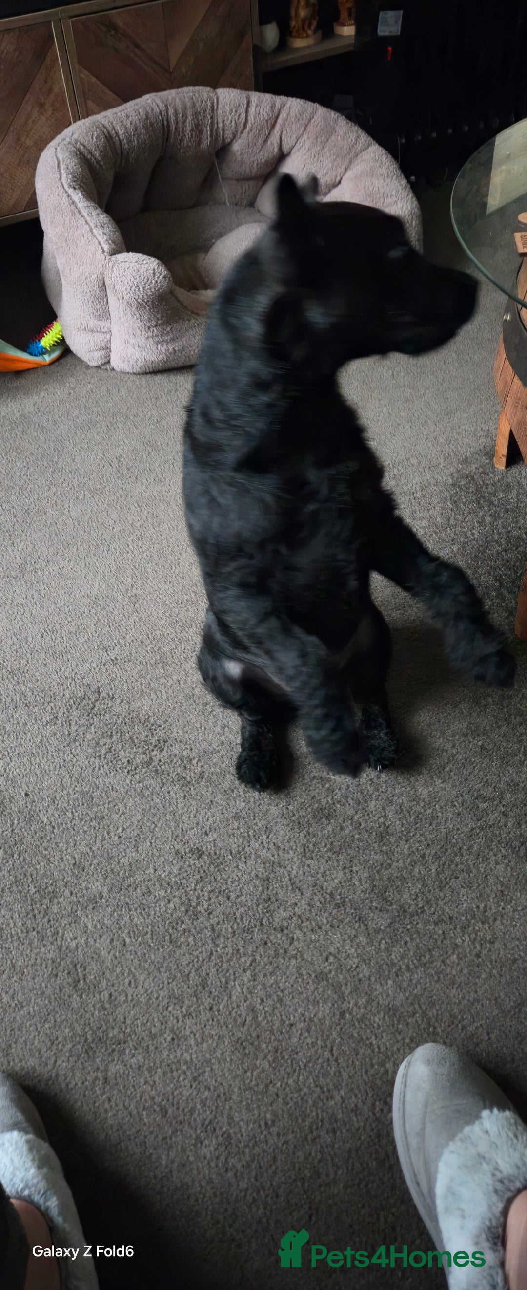 Patterdale Terrier dogs for sale: Patterdale Terrier  - Advert 4